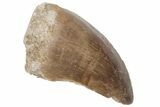 Fossil Mosasaur (Prognathodon) Tooth - Morocco #217000-1